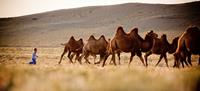 A young Mongolian boy herds Bactrian camels. Image credit: Cam Cope